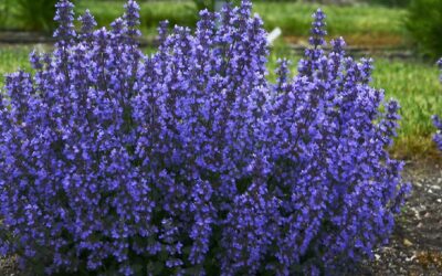 Association de plantes avec vos rosiers