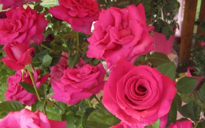 ROSIER PENSEE ®