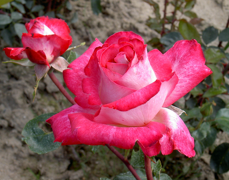 ROSE GAUJARD ®