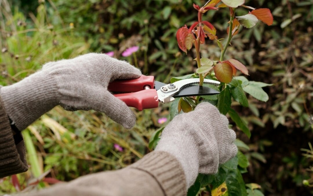 Environnement et rosiers