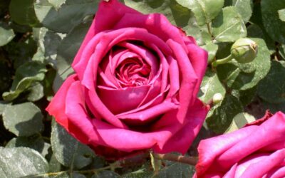 ROSIER IMAGINAIRE PARFUME ®