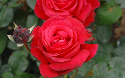 ROSIER MADAME EVA BARRE