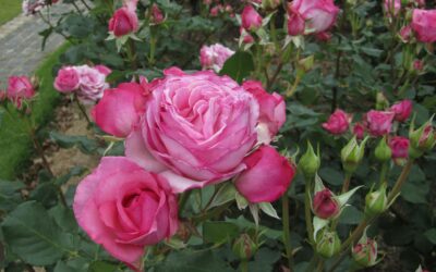 ROSIER ART DE VIVRE ®