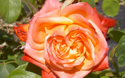 ROSIER CHATEAU LA TOUR CARNET ®
