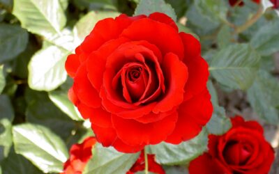 ROSIER FRANCOISE GAUJARD ®