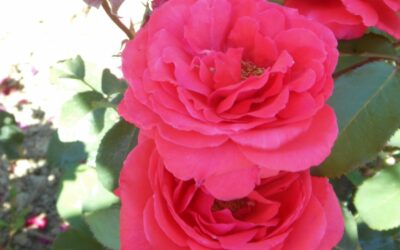 ROSIER EMBRASEMENT PARFUME ®
