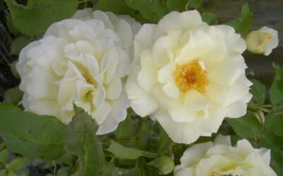 ROSIER ISABELLE DE REIMPRE