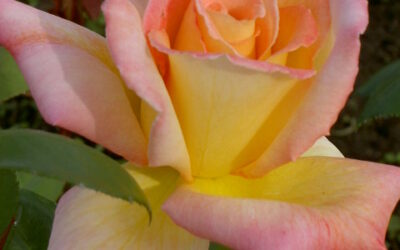 ROSIER JEAN D’ORMESSON ®