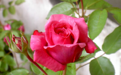 ROSIER DE SAINT SEVER ®