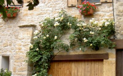 Taille des rosiers