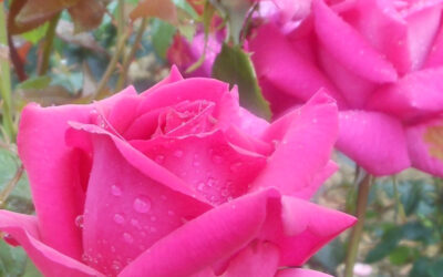 ROSIER JEAN PAUL GUERLAIN ®
