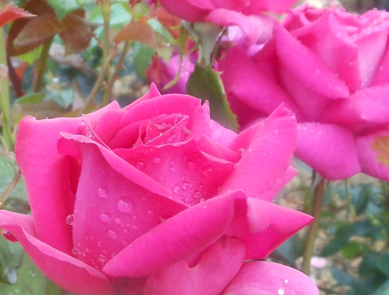 ROSIER JEAN PAUL GUERLAIN ®