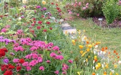 Association de plantes avec les rosiers