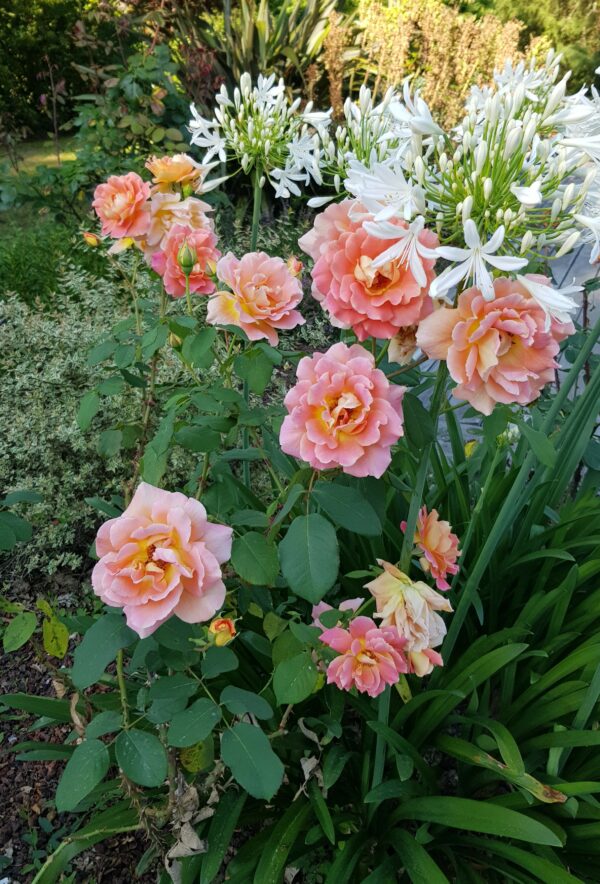 rose Ninon Vallin