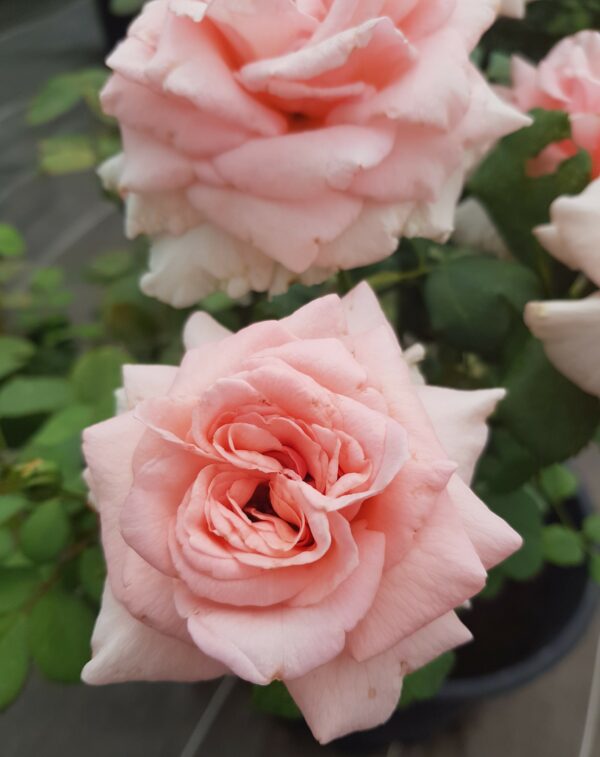 rose Carla