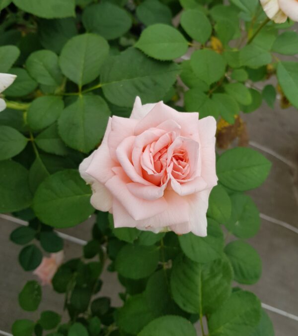 rose Carla B.