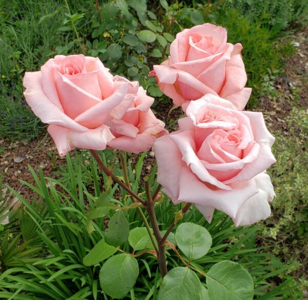 rose Carla