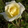 rosier buisson jaune