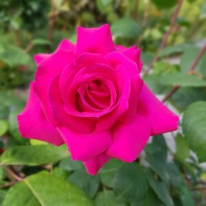 ROSE DE SAINT SEVER®
