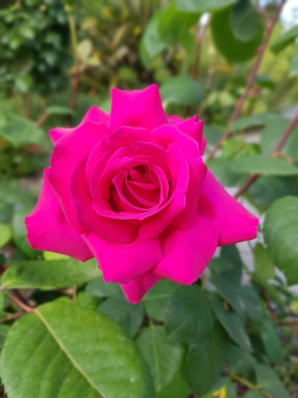 ROSE DE SAINT SEVER®
