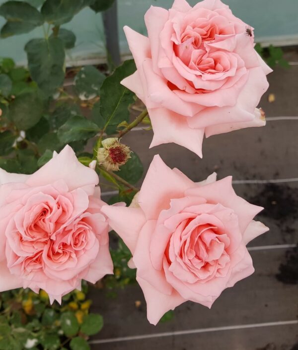 rose Carla