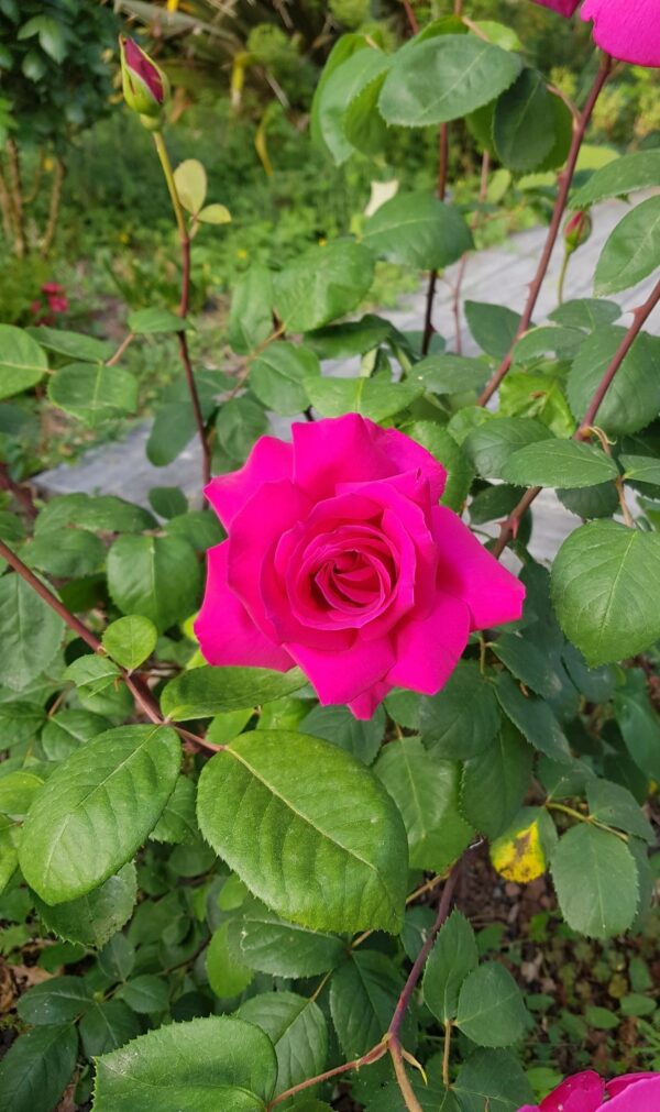 ROSE DE SAINT SEVER® – Image 4