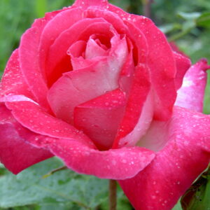 rosier buisson rose gaujard