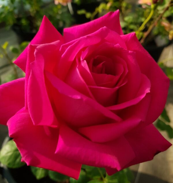 ROSE DE SAINT SEVER® – Image 2