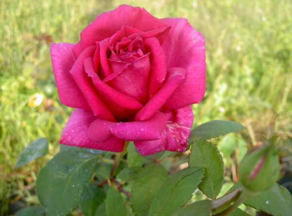 ROSE DE SAINT SEVER® – Image 3