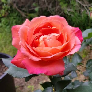 rosiers festival chopin a paris
