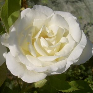 ISABELLE DE REIMPRE®