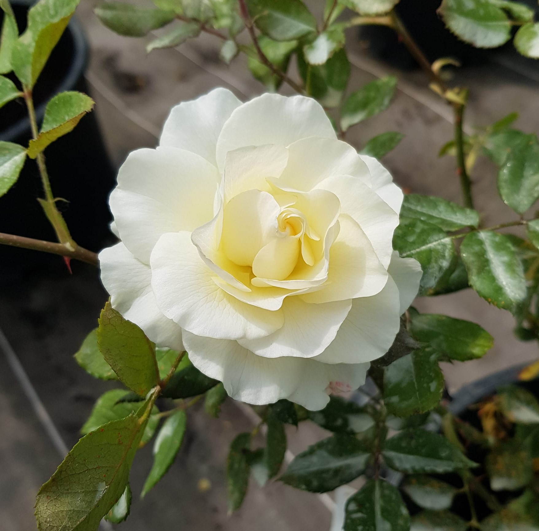 rosier blanc crème isabelle de reimpre