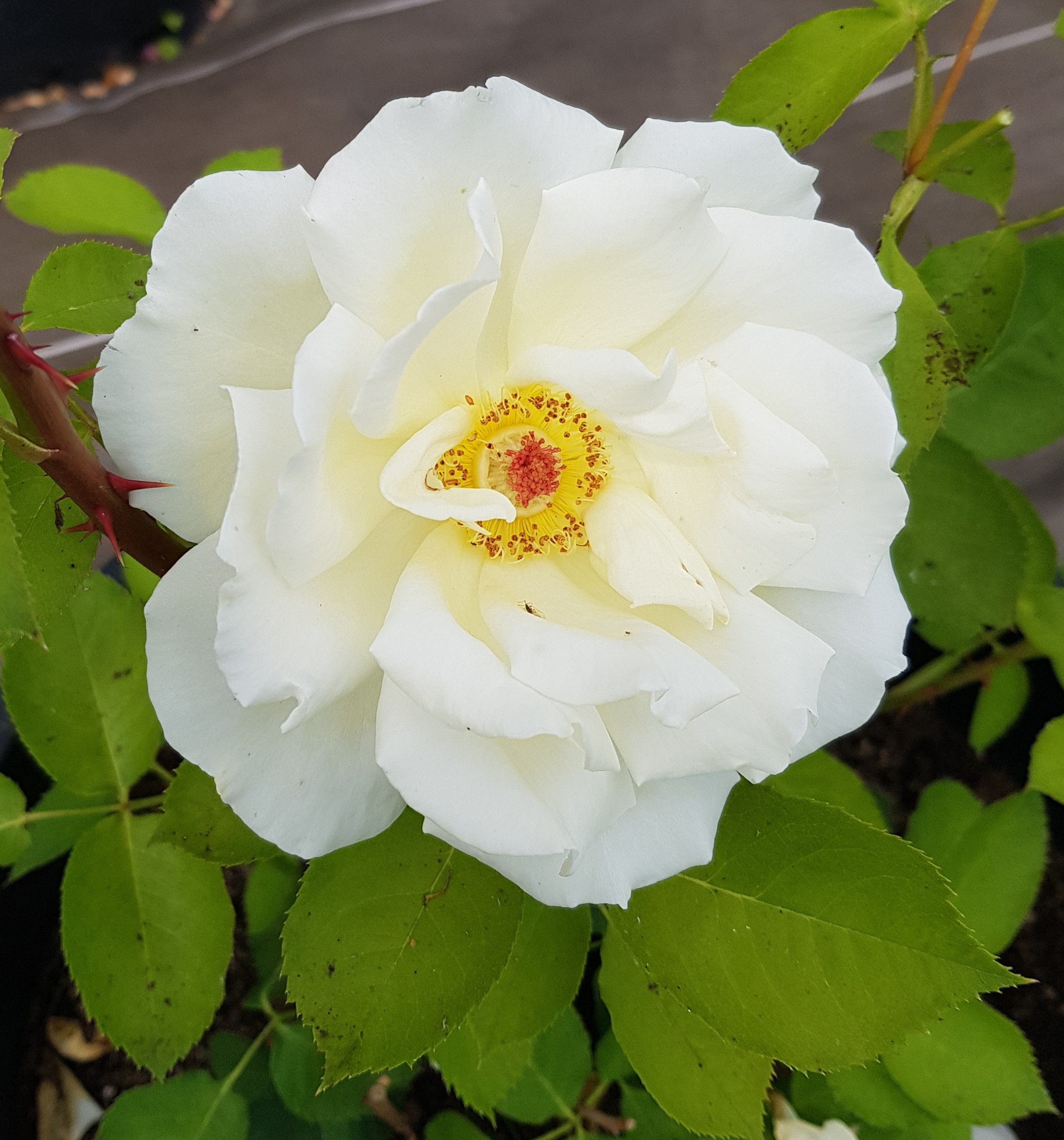 ISABELLE DE REIMPRE® – Image 5