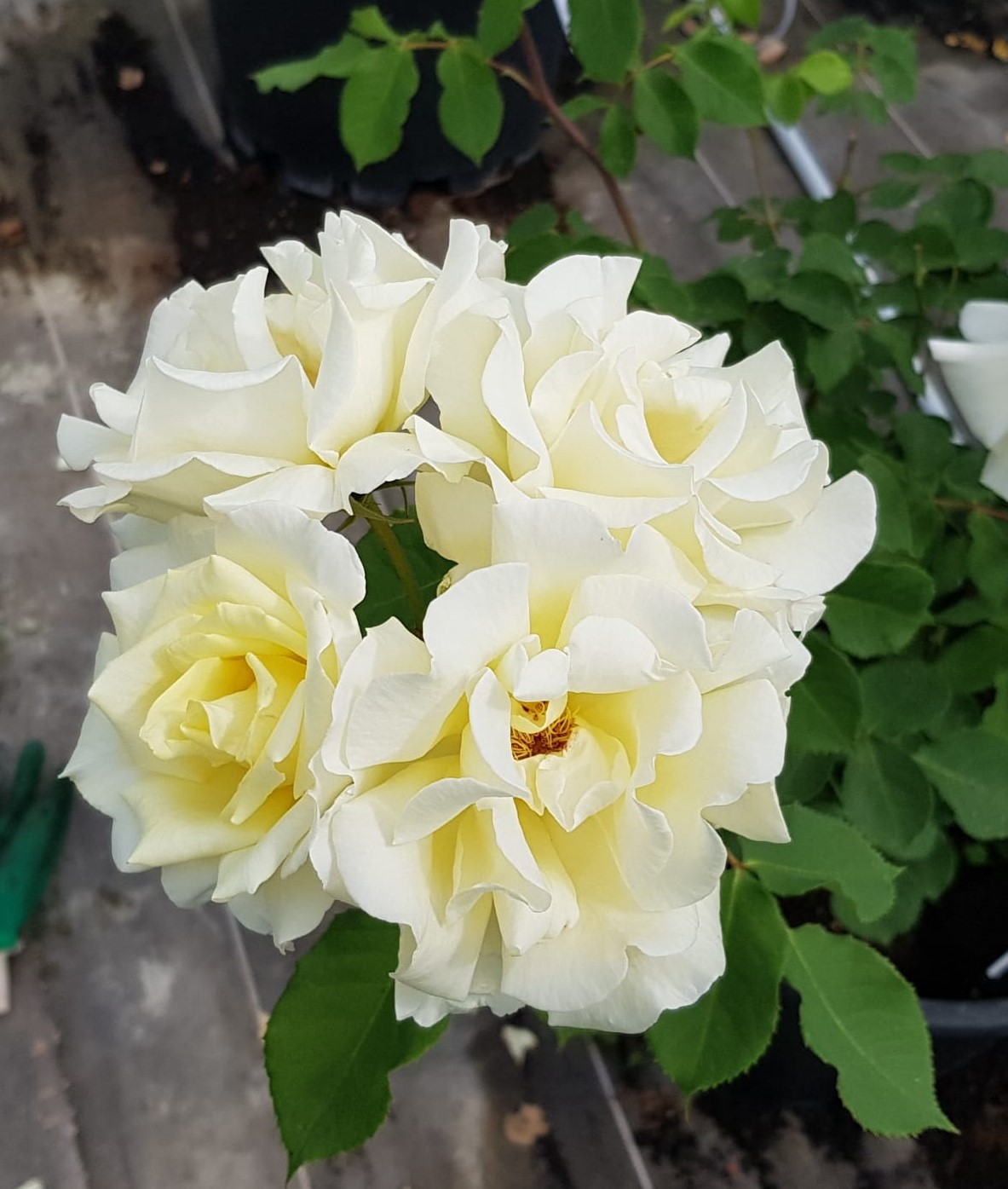 ISABELLE DE REIMPRE® – Image 4