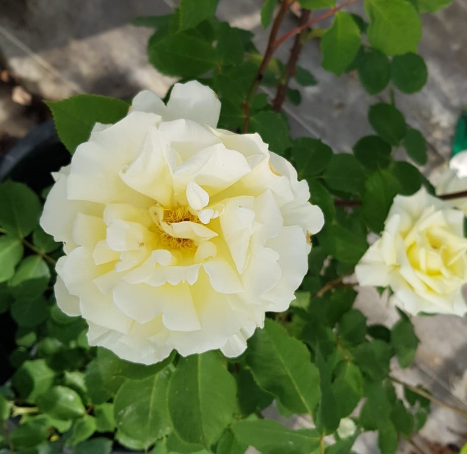 ISABELLE DE REIMPRE® – Image 6
