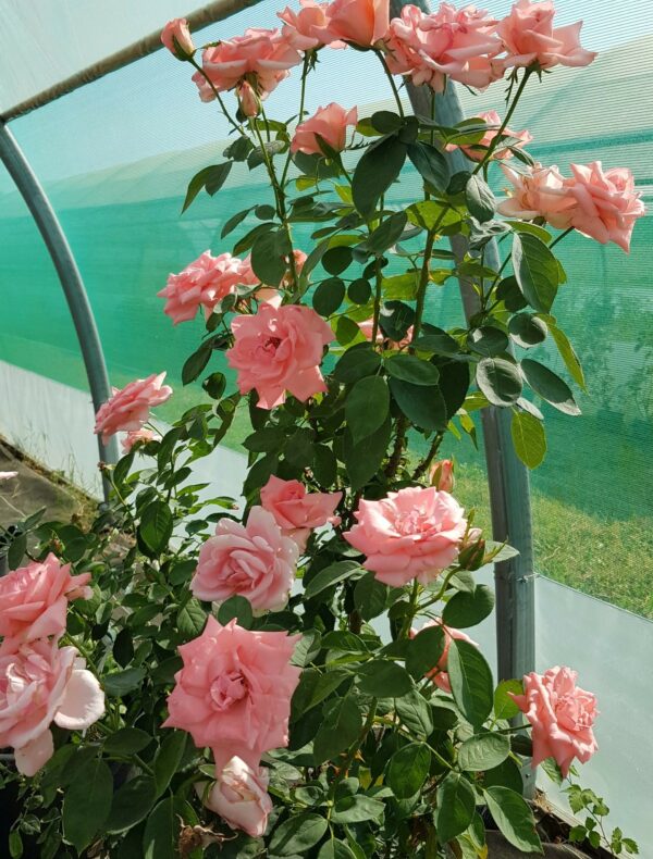 rose château Chenonceau
