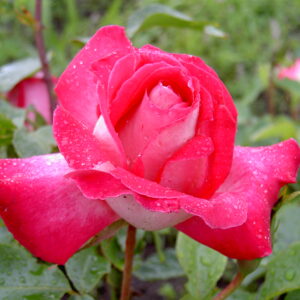 GRIMPANT ROSE GAUJARD®