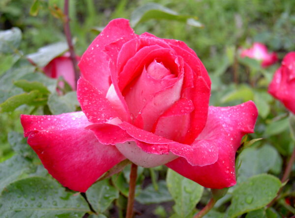 GRIMPANT ROSE GAUJARD®