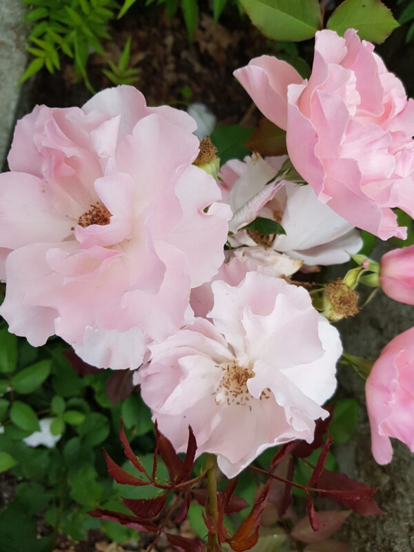 Gabriel, rosier buisson rose tendre