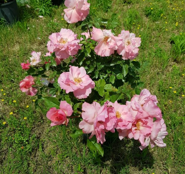 Gabriel, rosier buisson rose tendre