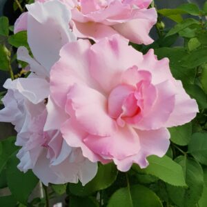 Gabriel, rosier buisson rose tendre