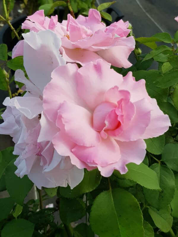 Gabriel, rosier buisson rose tendre