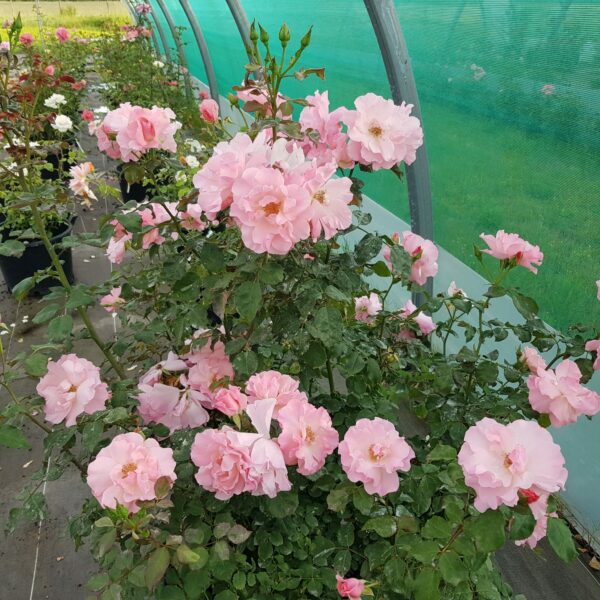 Gabriel, rosier buisson rose tendre