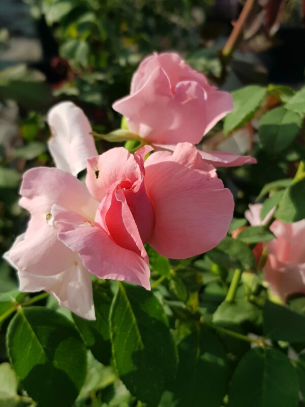Gabriel, rosier buisson rose tendre