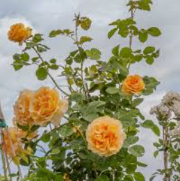 rosier grimpant jaune