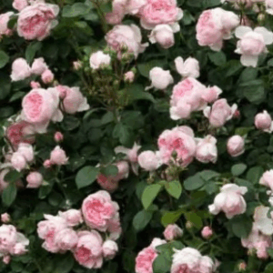 rosier grimpant la giralda