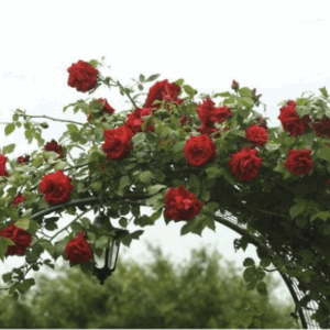 rosier grimpant rouge