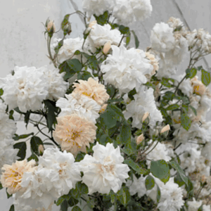 grimpant blanc crème