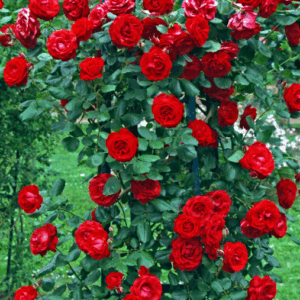 rosier grimpant le grand huit