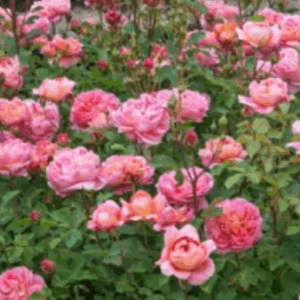 rosier grimpant boscobel